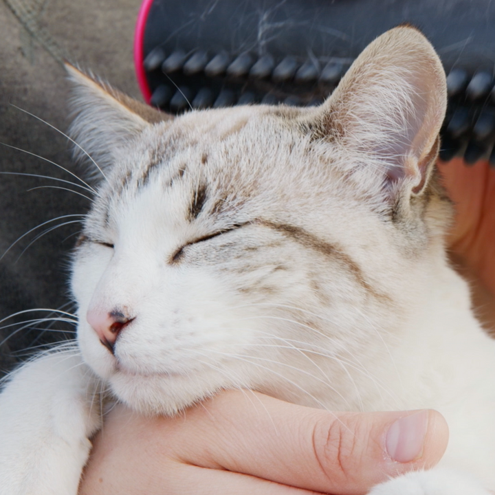 PetGroomer™ borstel voor ondervacht en vacht