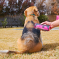 PetGroomer™ borstel voor ondervacht en vacht
